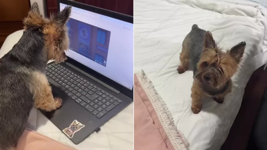 Un chien démontre sa maîtrise de la technologie dans un viral TikTok